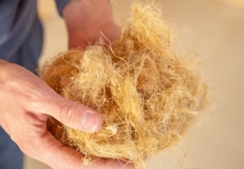 Hemp fibre